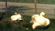 1987 Nieuwsflits mei – Oosthuizen: Broedende zwanen