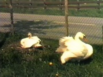 1987 Nieuwsflits mei – Oosthuizen: Broedende zwanen