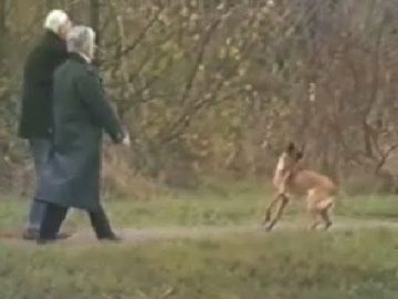 1986 Hoorn: Going to the dogs (Wim T. Schippers) – Toneelhond heeft een nieuw baasje