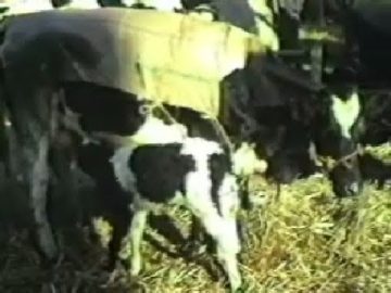 Hoorn: Koemarkt – Najaarsmarkt