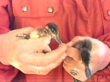 1987 Hoogwoud: Hottentottalingen – Eendjes uit het ei