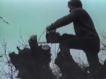 1987 Hauwert: Wilgen knotten (IVN)