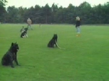 Opmeeer: Gebruikshonden – Sportvereniging