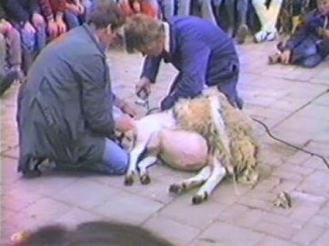 1985 Hoorn: De Woid – Kinderboerderij – Schapen scheren
