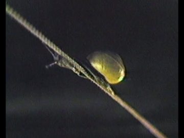 1983 slakkencircus (snail circus)