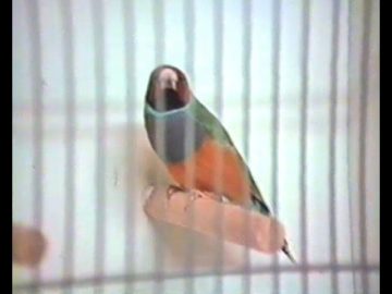 1985 Zwaag: Vogelshow in het Grauwe Paard