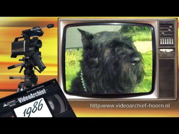 1986 Opmeer: Gebruikshonden