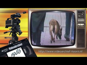 1986 Hoorn: Nieuw baasje voor hond Ilja uit Going to the Dogs.
