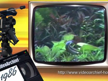1986 Hoorn: aquariumvereniging Black Molly